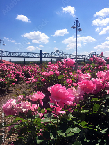 Принти на полотні pink rose garden along riverfront along Illinois River in Peoria, IL with lamp p