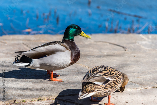 two ducks walking on rocks along side of pond in daylight