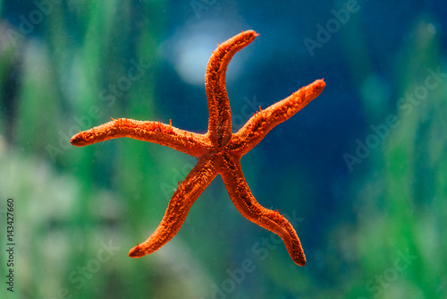 Red Starfish Macro In Aquarium