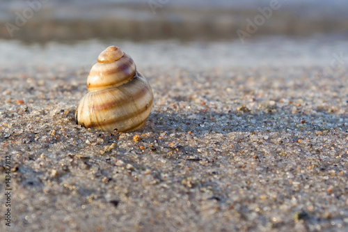 Seashells on the seashore