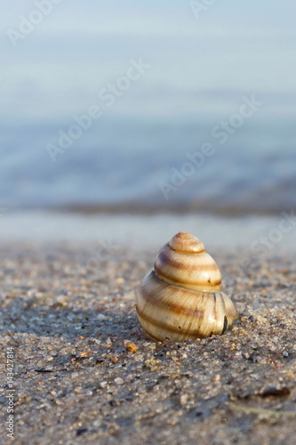 Seashells on the seashore