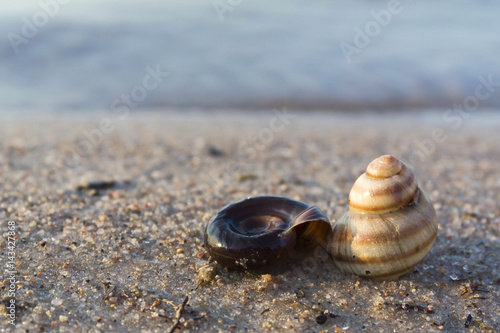Seashells on the seashore