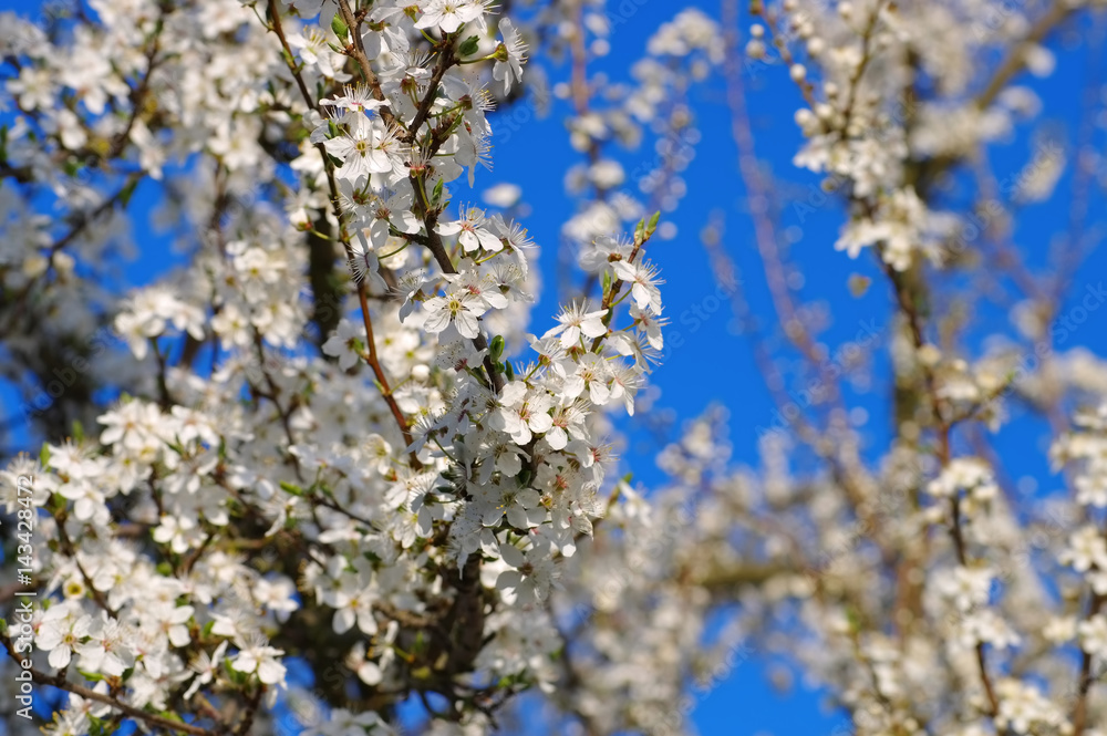 Pflaumenbaumbluete - plum blossom in spring