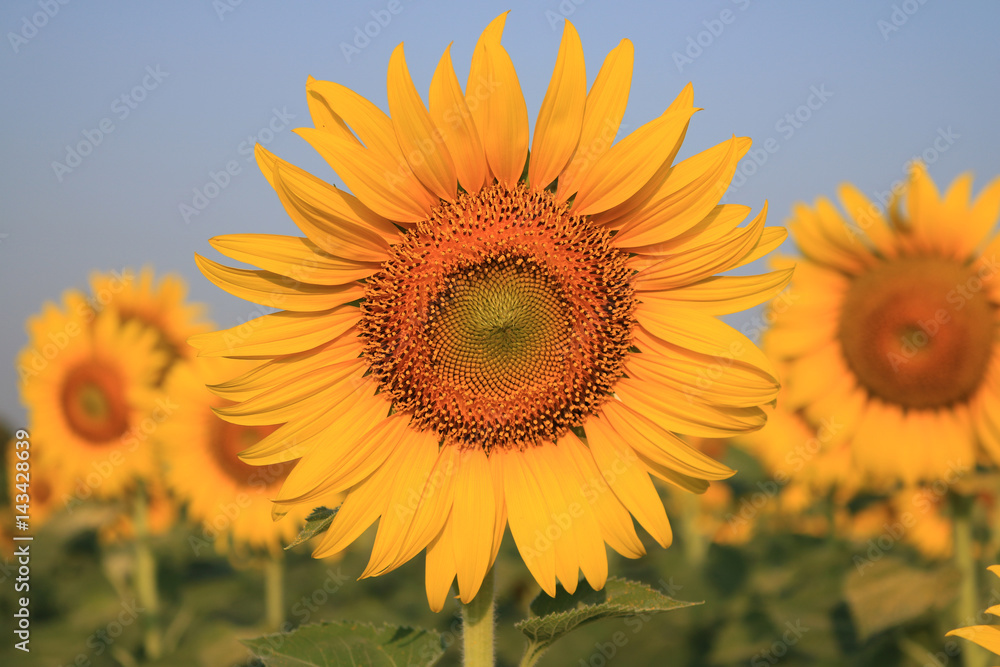 Obraz premium Sunflower