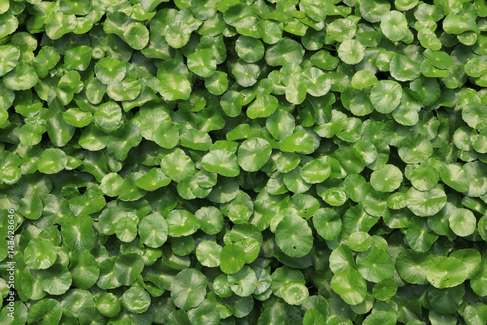 Water Pennywort in the garden Water Pennywort in the garden