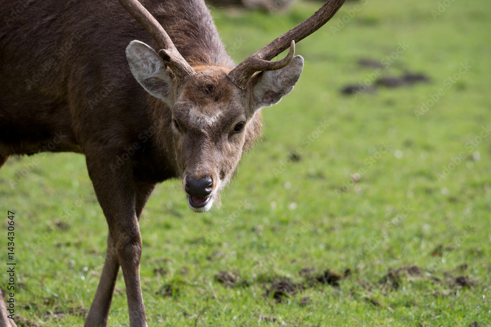 Sikawild - sika deer - cervus nippon Sikawild - sika deer - cervus nippon