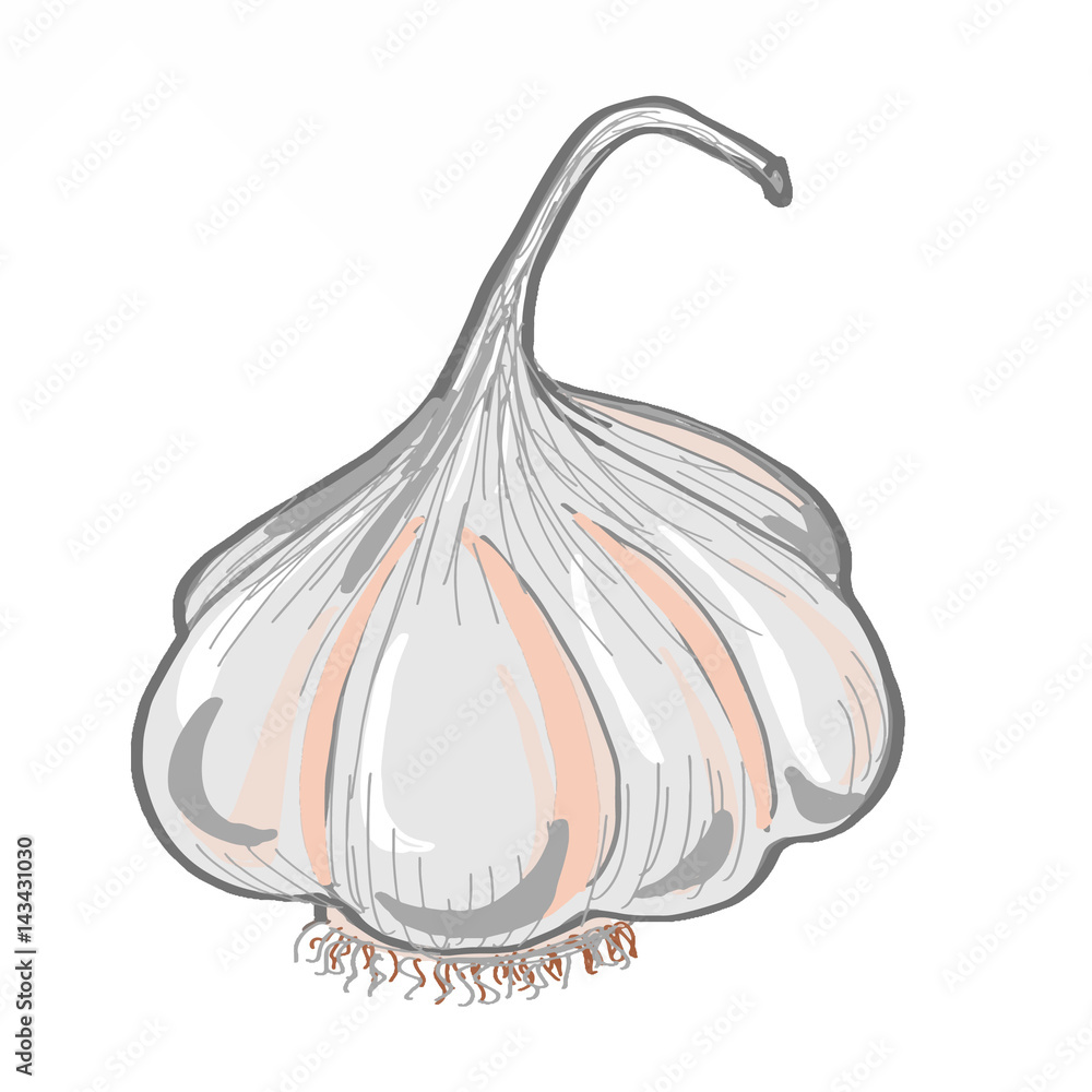 Fotografie Garlic icon
