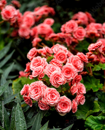 Closeup of beautiful red flowers in the garden