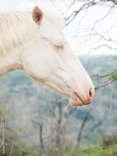 portrait of albino horse
