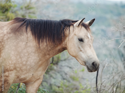 portait of buckskin  horse at freedom © anakondasp
