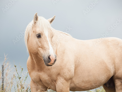 palomino stallion of quarterhorse breed.