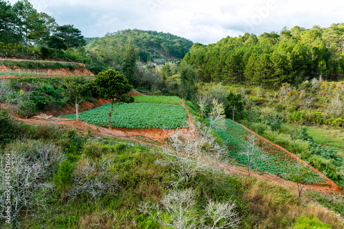 The forest abundance of Dalat from cable car in Dalat, South of Vietnam.