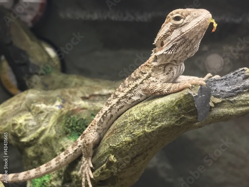 pet lizard in a tank