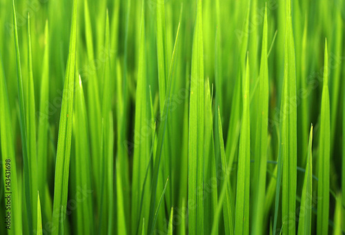 Rice field green grass landscape background Thailand.