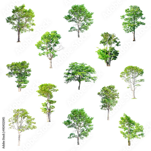Isolated Trees on white background   The collection of trees.