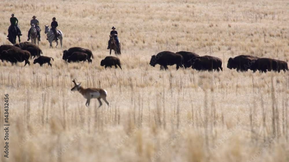 Cowboys pushing herd of bison through a grassy field Cowboys pushing herd of bison through a grassy field