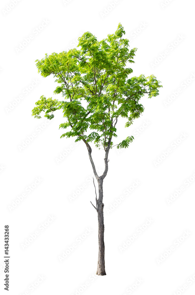 Isolated trees on white background , The collection of trees. Isolated trees on white background , The collection of trees.