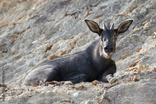 Photography Image of chamois on the rocks in thailand