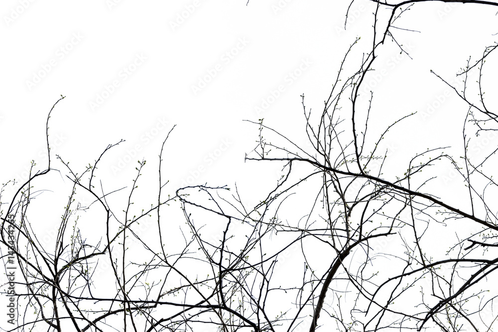 tree branch silhouette photography , isolated on white background