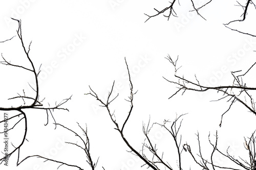 tree branch silhouette photography , isolated on white background