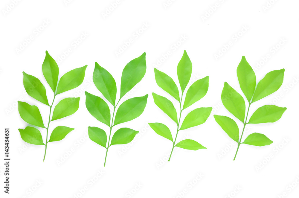 The leaves are lined together beautifully. The leaves are lined together beautifully.