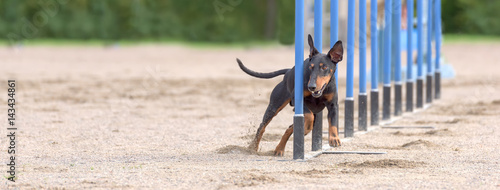 Slika na platnu Manchester Terrier doing slalom in agility dog competition
