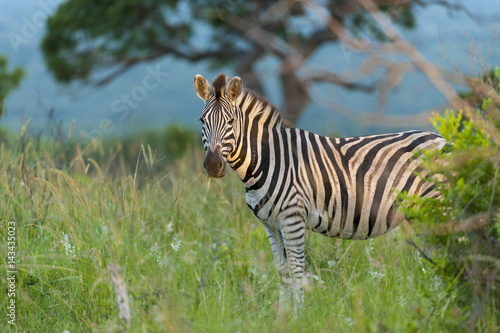Plains zebra  also known as the common zebra or Burchell s zebra   Equus quagga  formerly Equus burchellii . KwaZulu Natal. South Africa