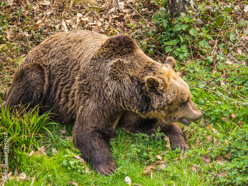 A european brown bear with distinctive hump due to muscles for digging, lying on grassy woodland foliage.
