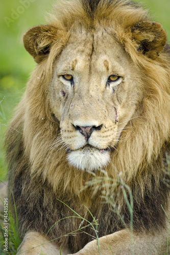 Lion  Panthera leo . KwaZulu Natal. South Africa