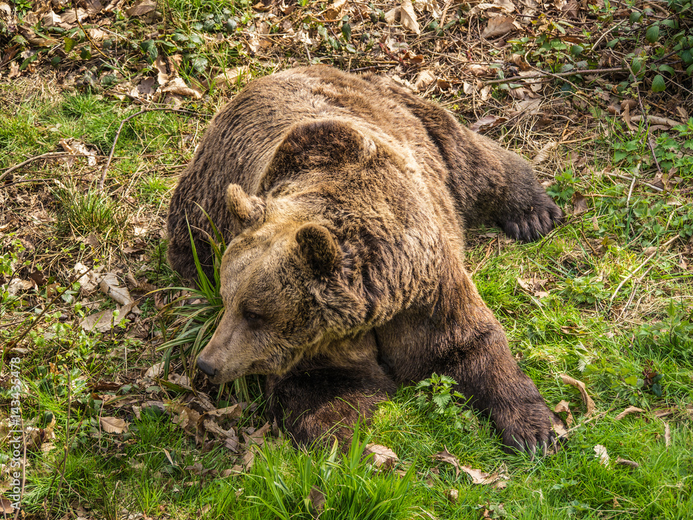 Fototapeta premium A european brown bear with distinctive hump due to muscles for digging, lying on grassy woodland foliage.