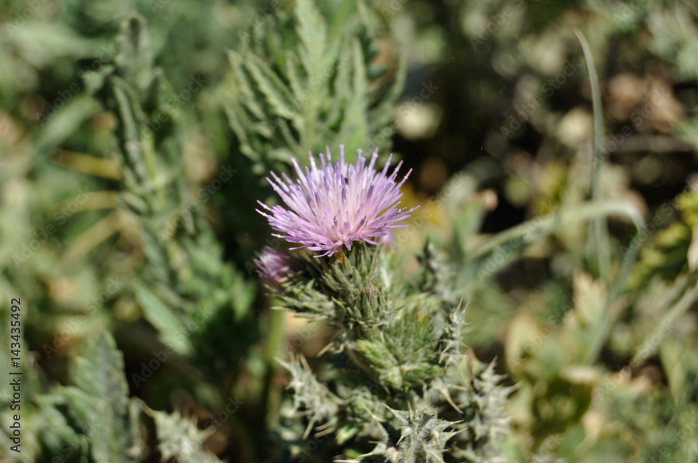 Flor de cardo mariano