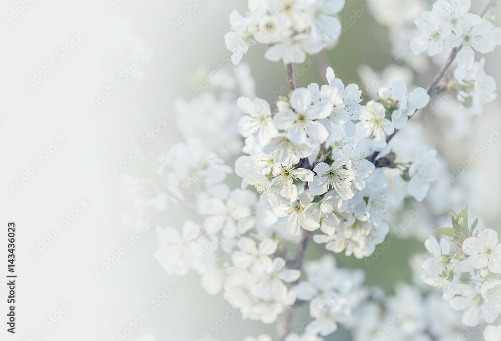 Blooming cherry tree. Blooming cherry tree.