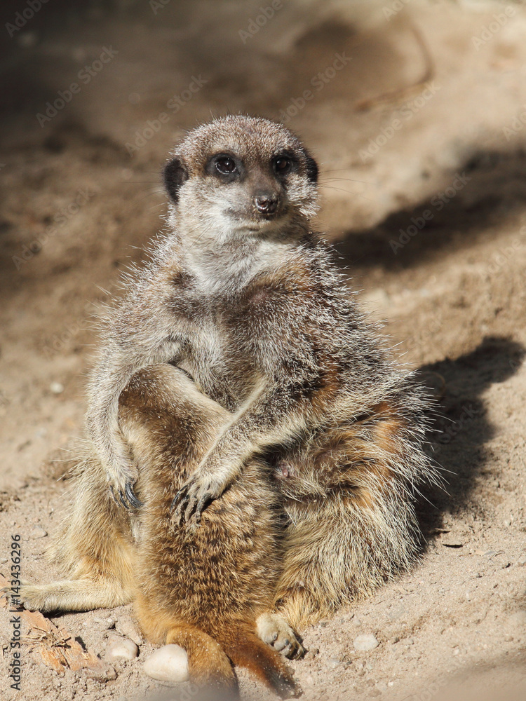 Erdmännchen Erdmännchen