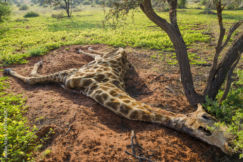 Dead South African giraffe or Cape giraffe  Giraffa giraffa giraffa . Northern Cape. South Africa.