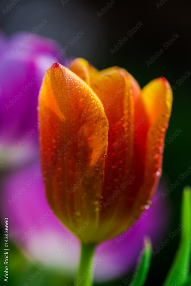 Beautiful tulips Beautiful tulips