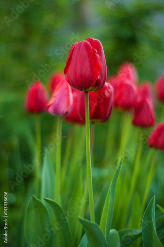 Flower tulips background. Beautiful view of red yellow tulips in the garden.