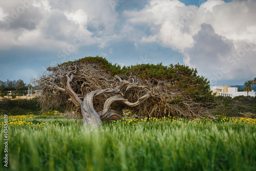 Spring landscape with lonely juniper tree, green fields in Cyprus