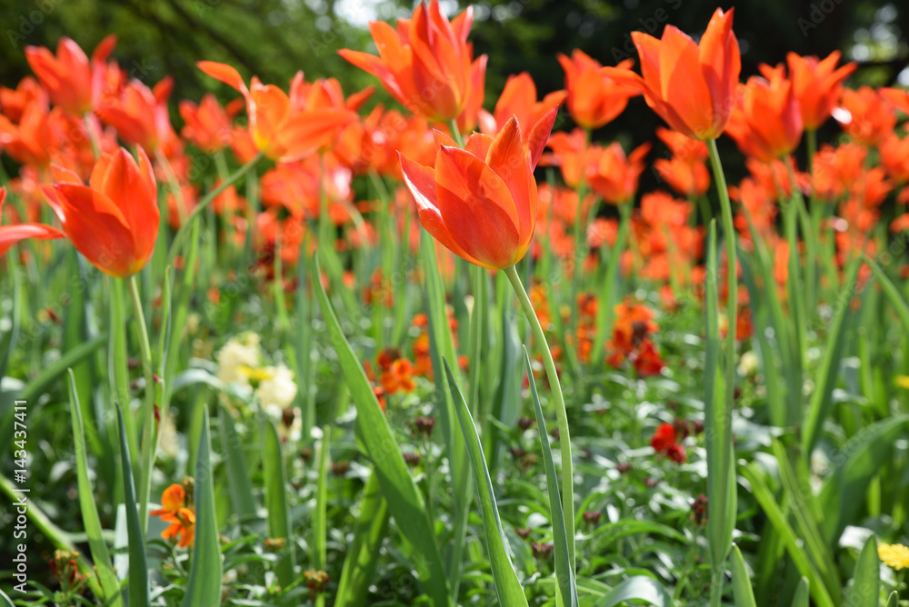 Tulipes rouge au printemps au jardin
