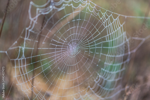 Spider webs with dew on the morning