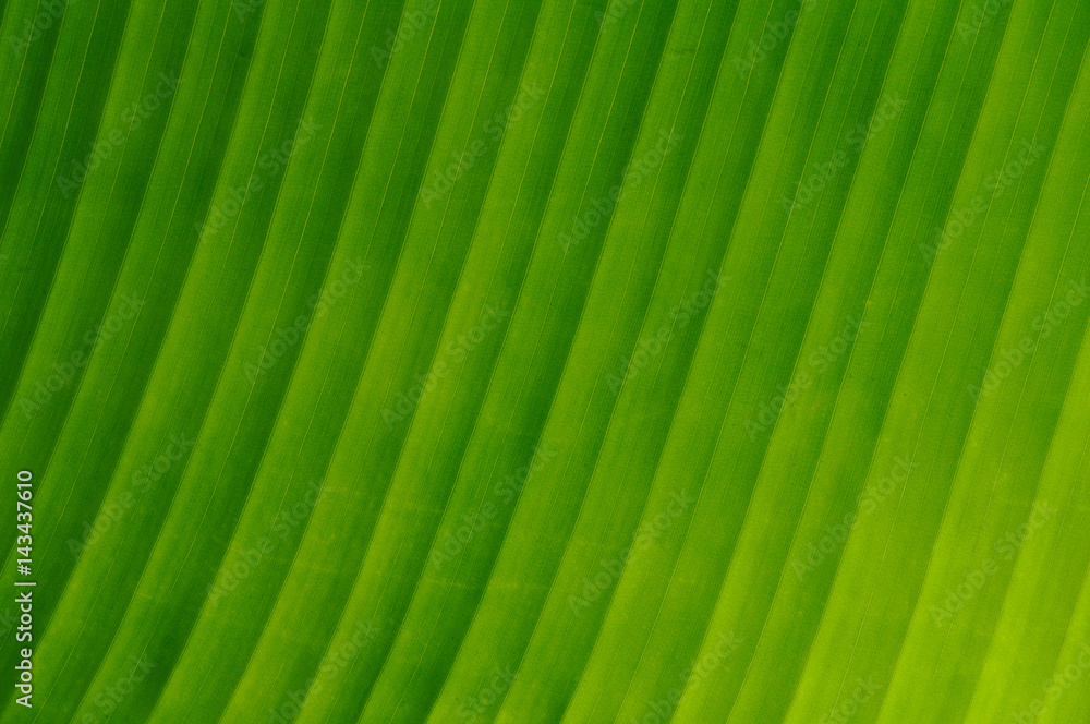 Closeup of green banana leaf texture Closeup of green banana leaf texture