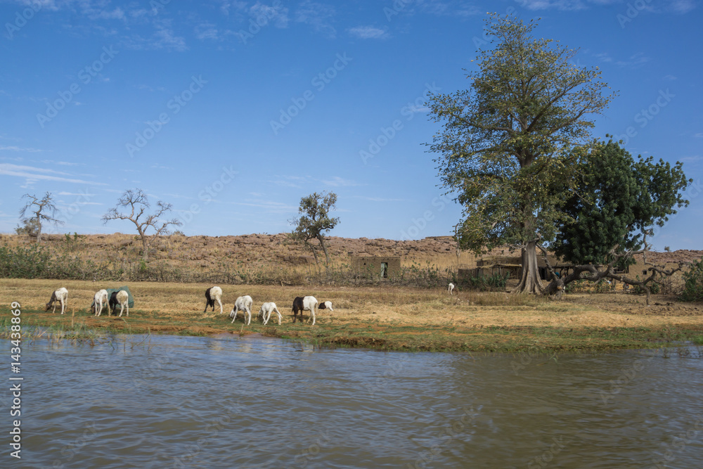 Fototapeta premium Huts village on River Niger in Niger seen from a pirogue, Niger, West Africa