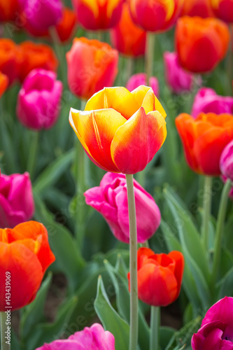 Campo di tulipani colorati