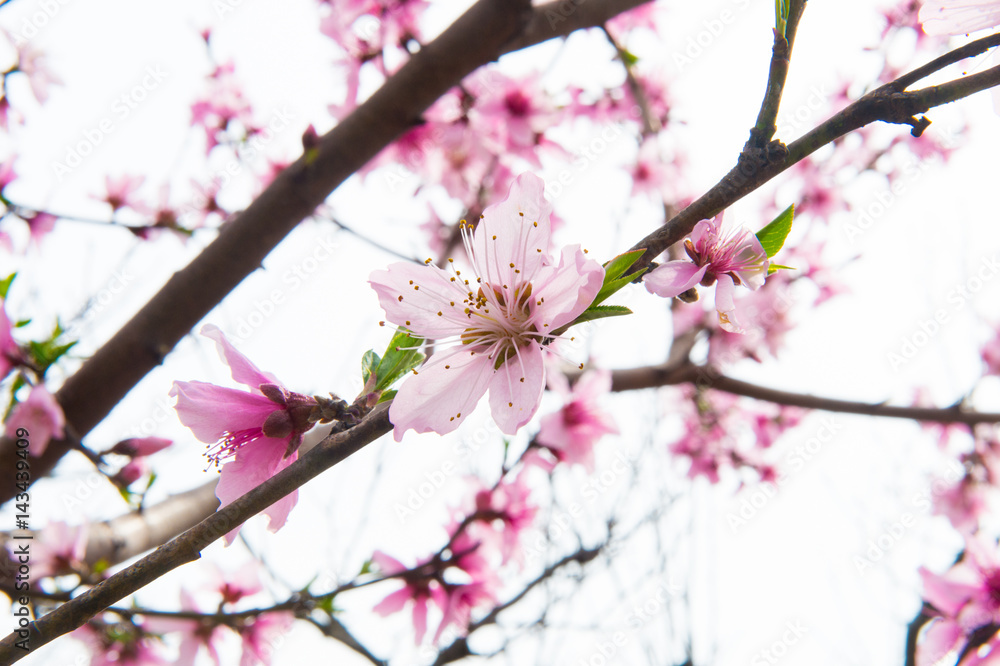 Beautiful cherry blossom sakura in spring time over blue sky. Beautiful cherry blossom sakura in spring time over blue sky.