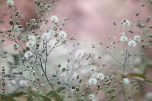 white grass flower field in spring season in soft filter background