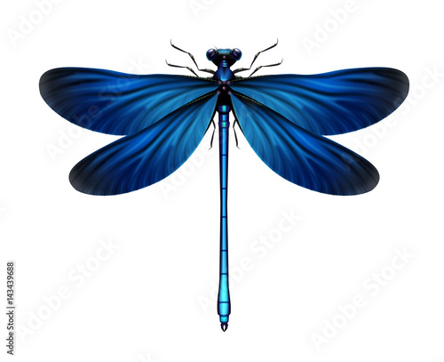 Calopteryx Virgo dragonfly