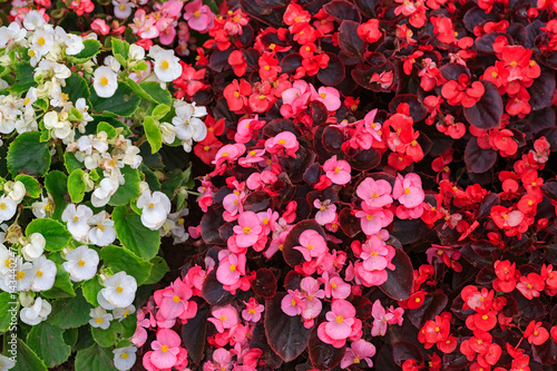 Foto Three colors of fibrous begonias from a top down view.