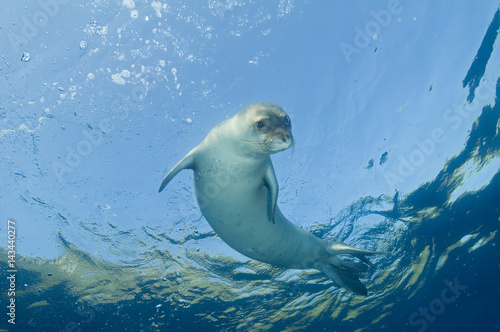 Diving picture of Mediterranean monk seal, Gokova Bay Turkey. photo