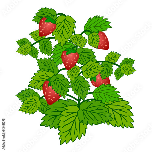 Ripe garden strawberry bush  isolated on white background