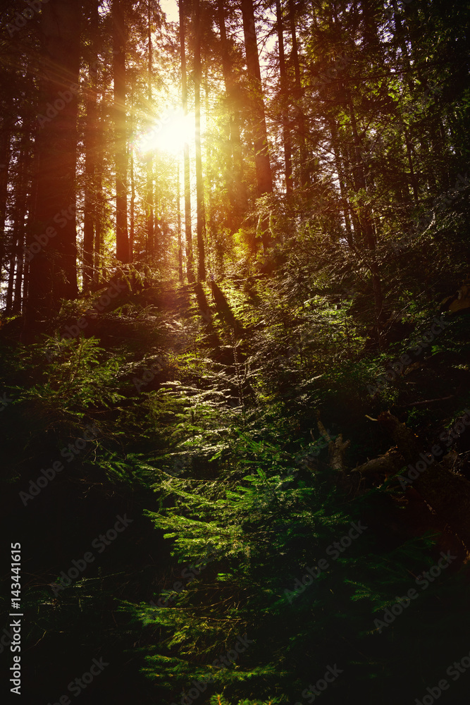 Sun rays shining through the trees in the forest Sun rays shining through the trees in the forest