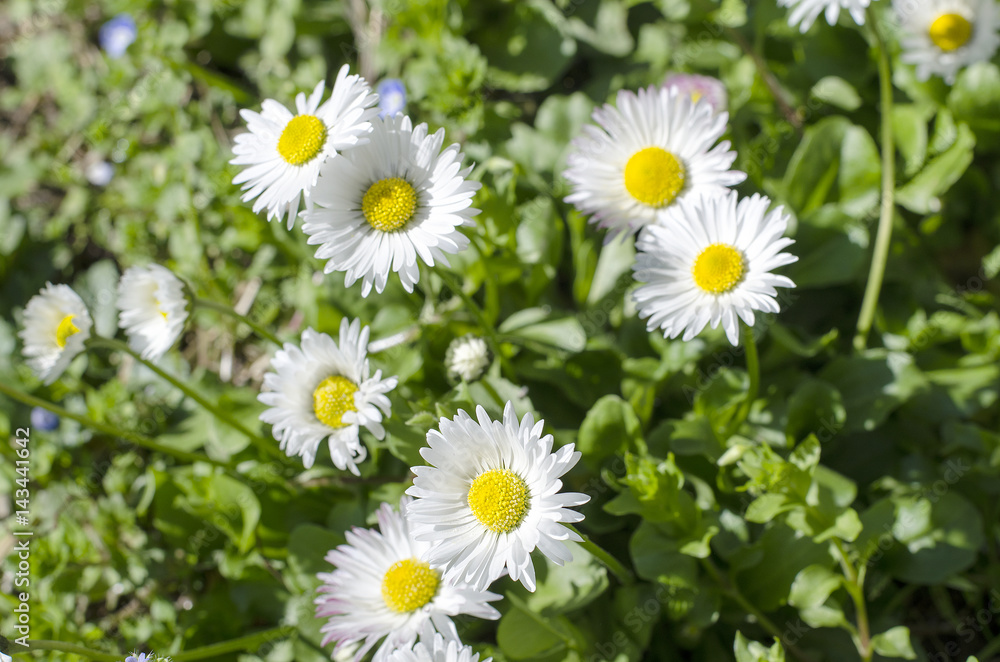 Spring field with daisy flowers Spring field with daisy flowers